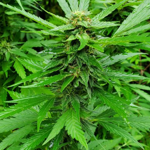 Pineapple Upside Down Cake 🍍 out growlog timeline photo