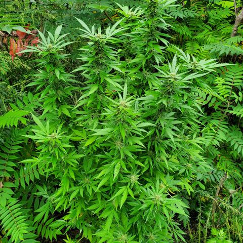 Pineapple Upside Down Cake 🍍 out growlog timeline photo