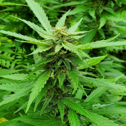 Pineapple Upside Down Cake 🍍 out growlog timeline photo