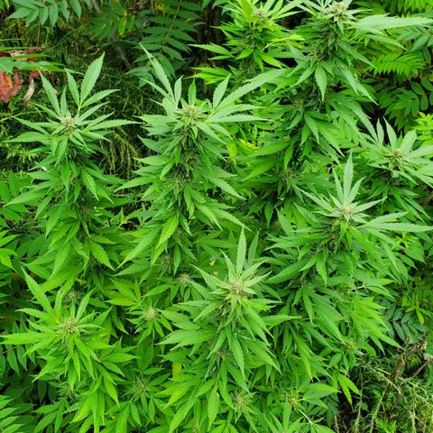 Pineapple Upside Down Cake 🍍 out growlog timeline photo