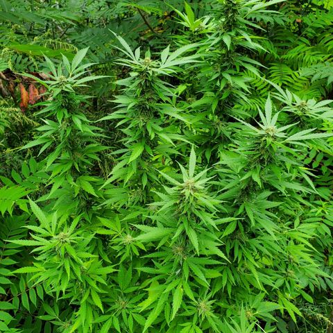 Pineapple Upside Down Cake 🍍 out growlog timeline photo