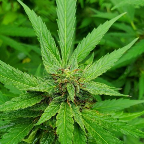 Pineapple Upside Down Cake 🍍 out growlog timeline photo