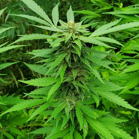 Pineapple Upside Down Cake 🍍 out growlog timeline photo