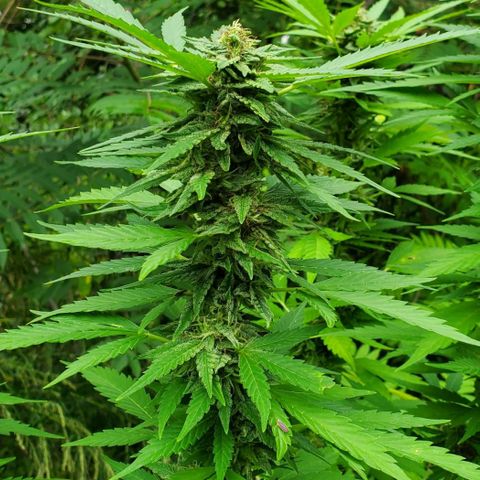 Pineapple Upside Down Cake 🍍 out growlog timeline photo