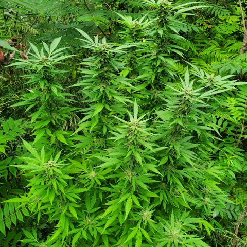 Pineapple Upside Down Cake 🍍 out growlog timeline photo