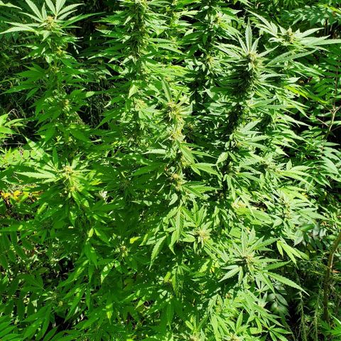 Pineapple Upside Down Cake 🍍 out growlog timeline photo