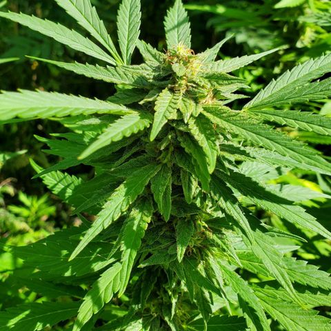 Pineapple Upside Down Cake 🍍 out growlog timeline photo