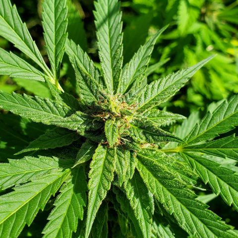 Pineapple Upside Down Cake 🍍 out growlog timeline photo