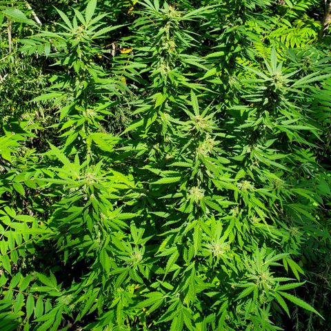Pineapple Upside Down Cake 🍍 out growlog timeline photo