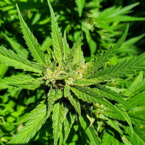 Pineapple Upside Down Cake 🍍 out growlog timeline photo