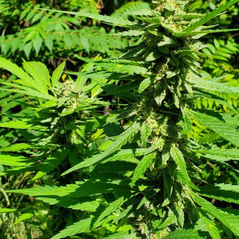 Pineapple Upside Down Cake 🍍 out growlog timeline photo