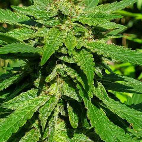 Pineapple Upside Down Cake 🍍 out growlog timeline photo