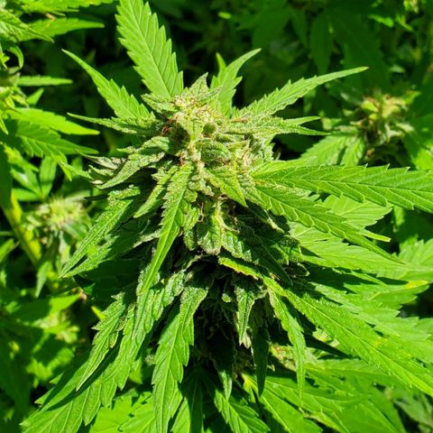 Pineapple Upside Down Cake 🍍 out growlog timeline photo