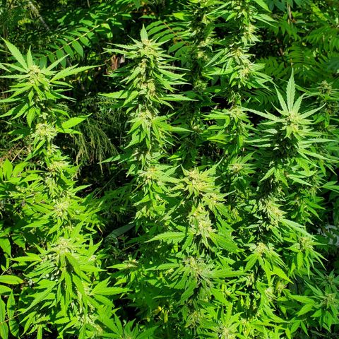 Pineapple Upside Down Cake 🍍 out growlog timeline photo