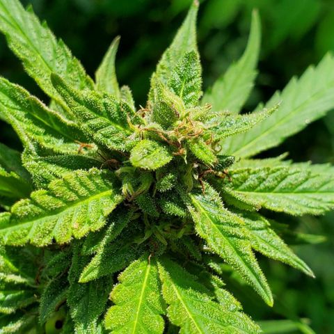 Pineapple Upside Down Cake 🍍 out growlog timeline photo