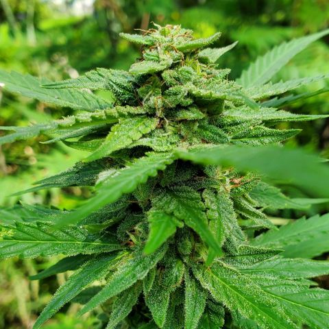 Pineapple Upside Down Cake 🍍 out growlog timeline photo