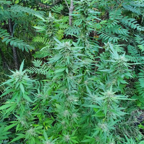 Pineapple Upside Down Cake 🍍 out growlog timeline photo
