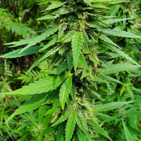 Pineapple Upside Down Cake 🍍 out growlog timeline photo