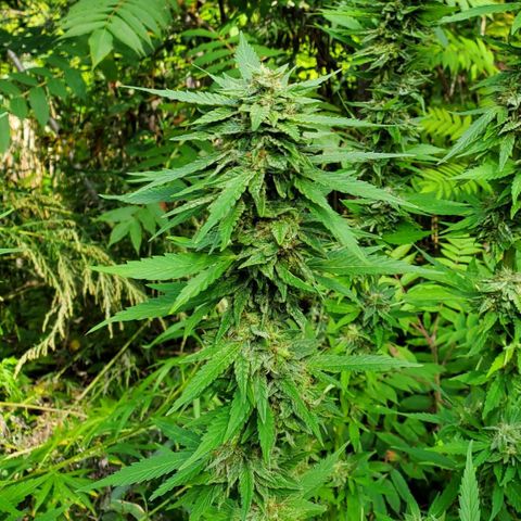 Pineapple Upside Down Cake 🍍 out growlog timeline photo