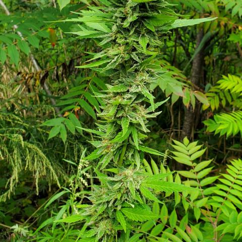 Pineapple Upside Down Cake 🍍 out growlog timeline photo