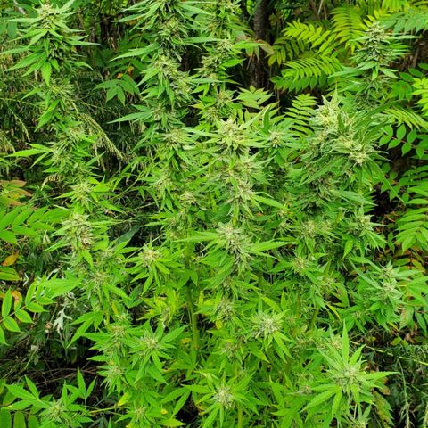 Pineapple Upside Down Cake 🍍 out growlog timeline photo