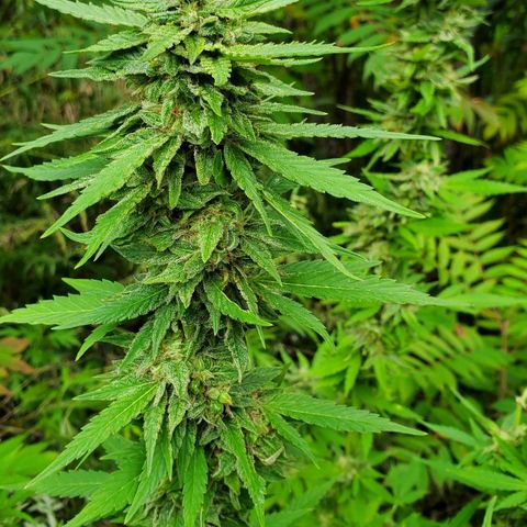 Pineapple Upside Down Cake 🍍 out growlog timeline photo