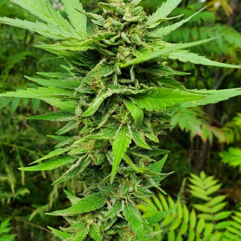 Pineapple Upside Down Cake 🍍 out growlog timeline photo