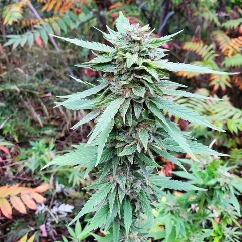 Pineapple Upside Down Cake 🍍 out growlog timeline photo