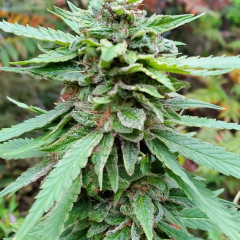 Pineapple Upside Down Cake 🍍 out growlog timeline photo