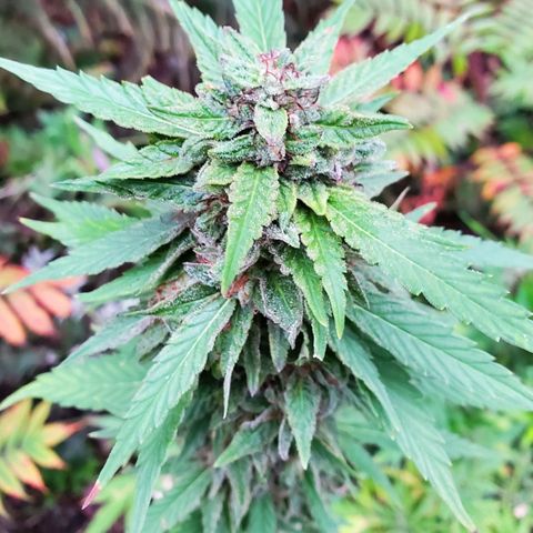 Pineapple Upside Down Cake 🍍 out growlog timeline photo