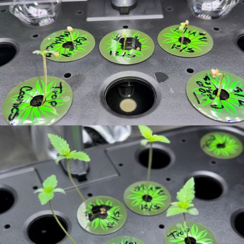 1st Grow growlog photo: True leaves visible 
Stem stretching 
Too much light. 