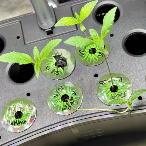 1st Grow growlog photo:  Stretching   