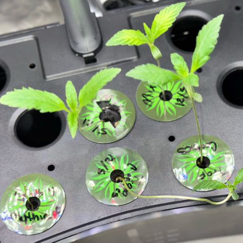 1st Grow growlog photo:  Stretching   