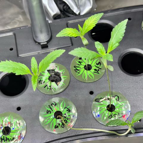 1st Grow growlog photo:  Stretching   