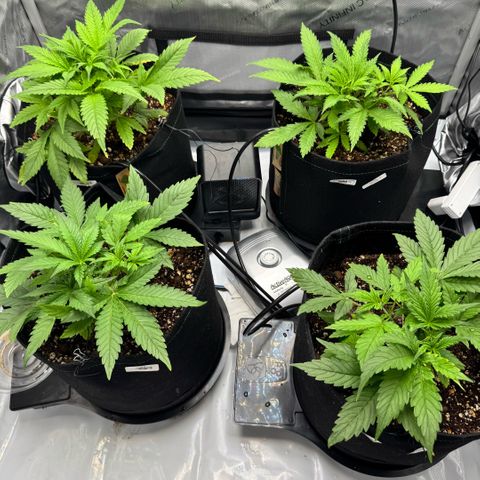 1st Grow growlog timeline photo