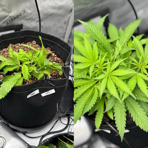 1st Grow growlog timeline photo