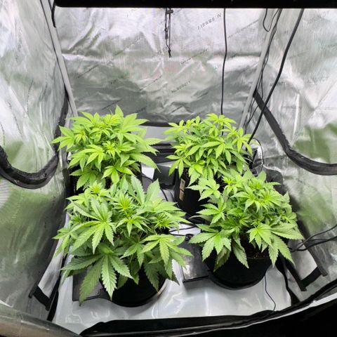 1st Grow growlog timeline photo