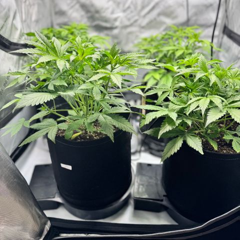 1st Grow growlog timeline photo