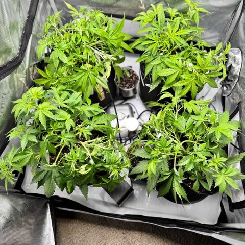 1st Grow growlog timeline photo
