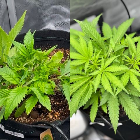 1st Grow growlog timeline photo
