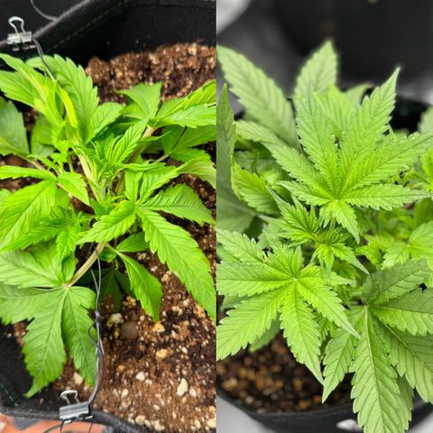 1st Grow growlog timeline photo