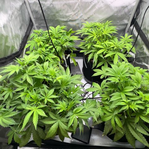 1st Grow growlog timeline photo
