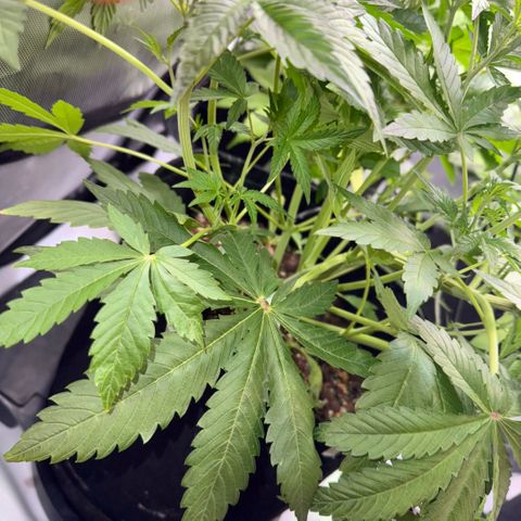 1st Grow growlog timeline photo