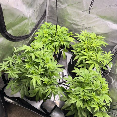 1st Grow growlog photo: Post intense LST