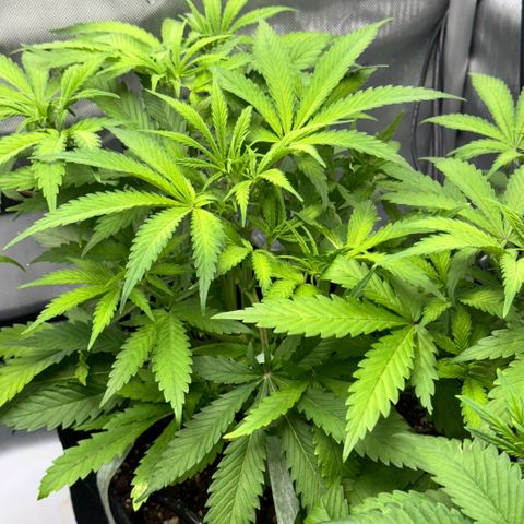1st Grow growlog timeline photo