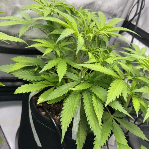 1st Grow growlog timeline photo