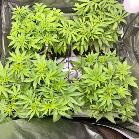 1st Grow growlog photo: Day after training response. 
