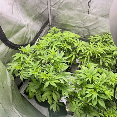 1st Grow growlog photo: Day after training response. 
