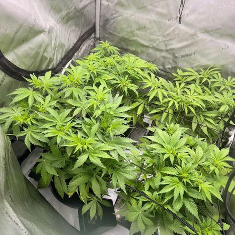 1st Grow growlog photo: Day after training response. 