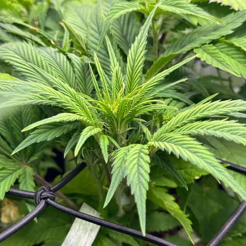1st Grow growlog photo: Pre-flowering 